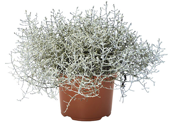 Calocephalus Gartenbaubetrieb Bernhard Nill